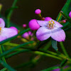 Boronia pinnata