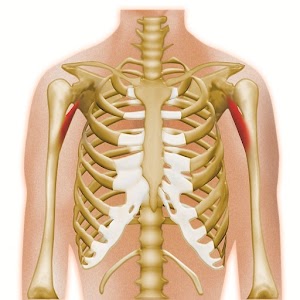 Virtual Radiographer logo