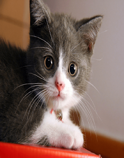 Cats Wallpaer Screenshots 1