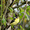 flame-rumped tanager (male)
