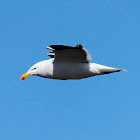 Kelp Gull