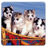 Dogs Jigsaw Puzzle icon