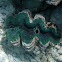 Giant Green Clam