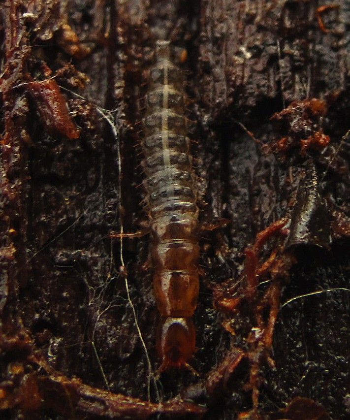 Rove Beetle (larvae)