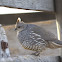 Codorniz escamosa, Scaled quail