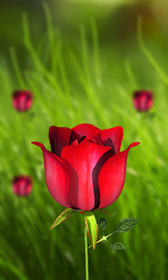 360 Flower live wallpaper 3D - náhled
