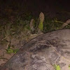 Hawksbill Turtle or Tartaruga de Pente