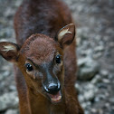 Philippine Brown Deer