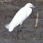 Little Egret