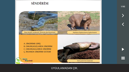 Sindirim Sistemi