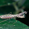 Chloromiopteryx mantis