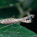 Chloromiopteryx mantis