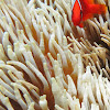 Tomato anemone fish