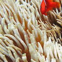 Tomato anemone fish