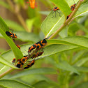 Milkweed Bugs