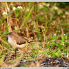 Indian Silverbill or White-throated Munia