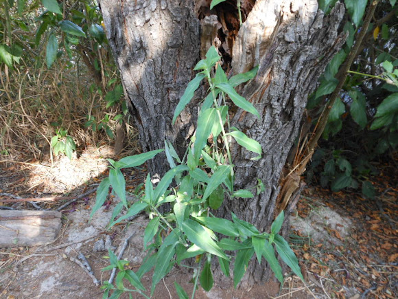 Widow's Tears | Project Noah