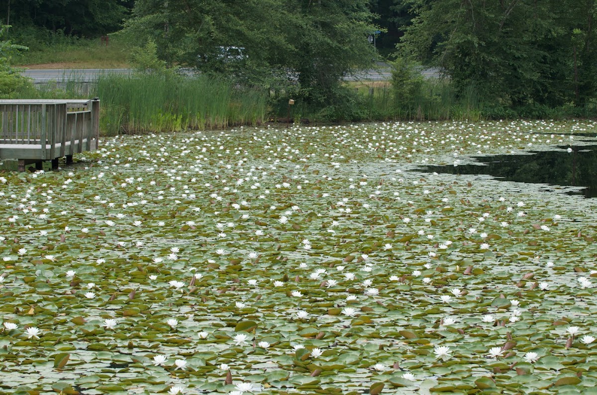 White Lotus in Pond