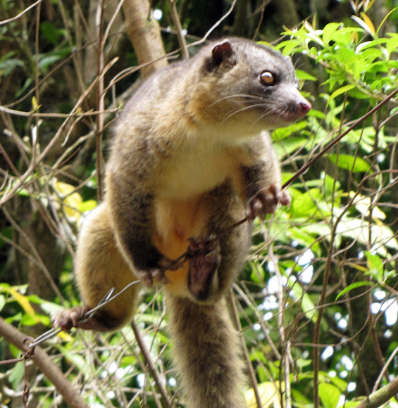 Bushytailed Olingo Project Noah