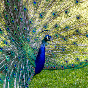 by Pedro Tasinato - Animals Birds