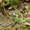 Orcus Checkered-Skipper male