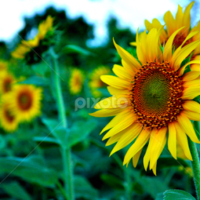 Sunflower by Akash Kumar - Novices Only Flowers & Plants