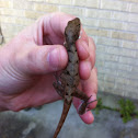 brown anole