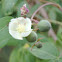 Arizona Wild Cotton