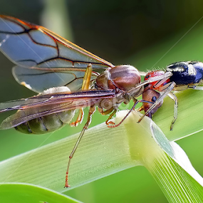 Big prey by Helnis Susanto Johannis - Animals Insects & Spiders