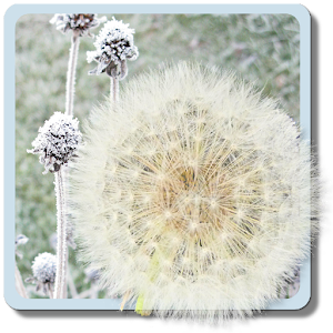 Nature Life LWP.apk 1.2
