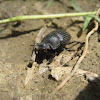 Dung Beetle