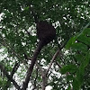 Arboreal Termite Nest