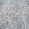 lizard tracks