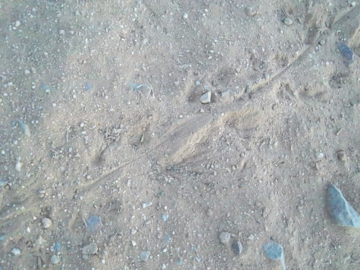 lizard tracks