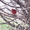 Cardinal