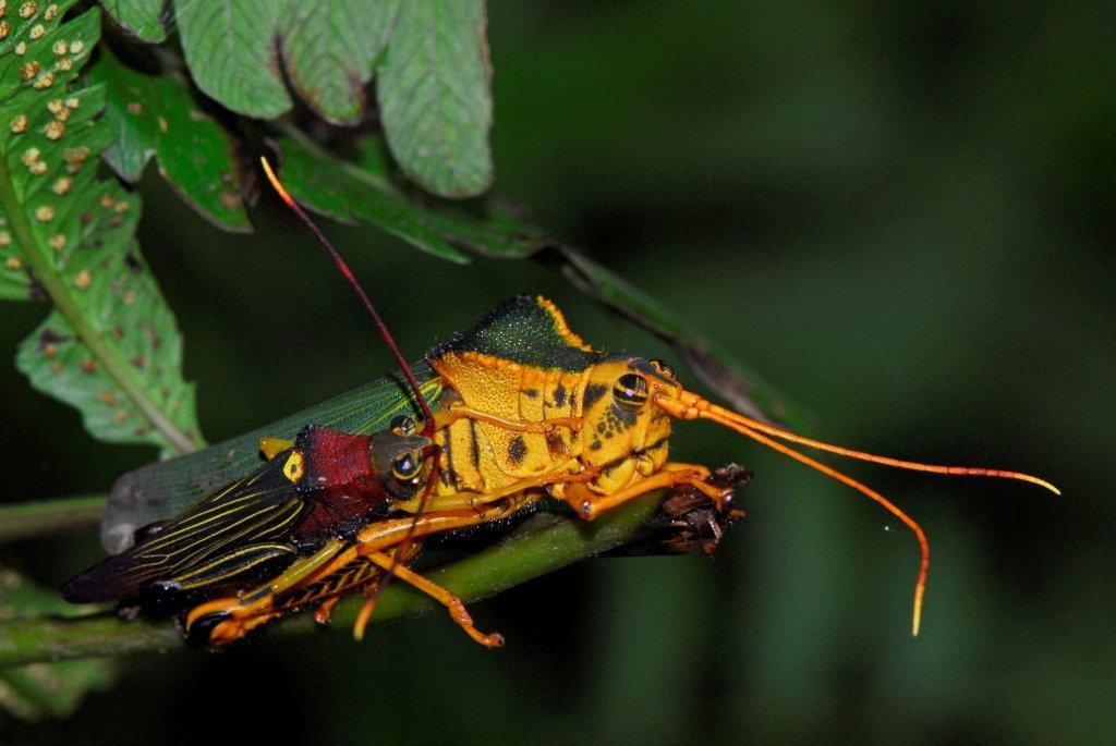 Grasshopper Hippacris diversa