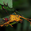 Grasshopper Hippacris diversa