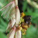 Mating ambush bugs