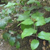 salal