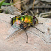 Gold green Rutilia fly