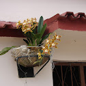 Orquidea