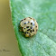 Ashy Gray Lady Beetle