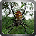 Most Poisonous Spiders mobile app icon