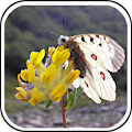 FloraPairs Apk