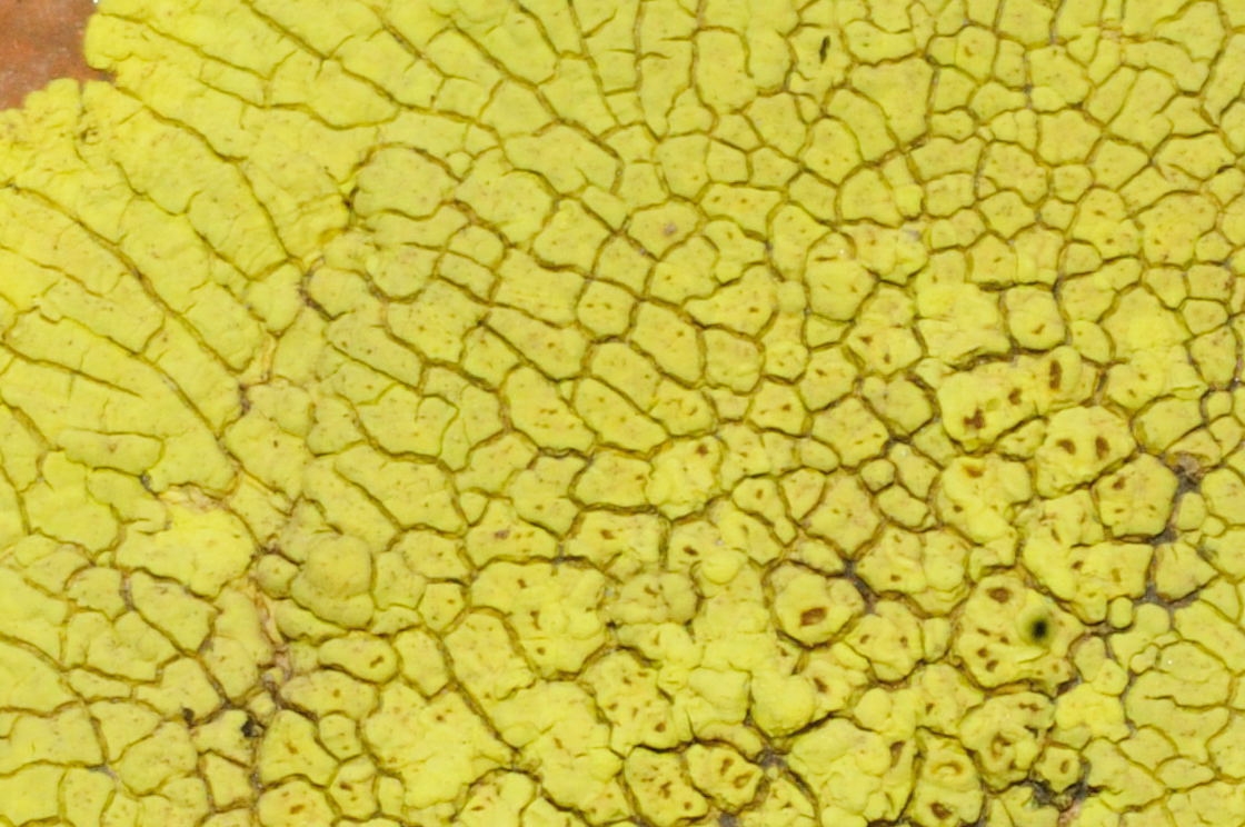 Cracked Lichen