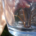 giant house spider
