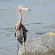 reddish egret