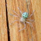Baby huntsman spider