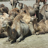 Bactrian camel