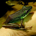 Copper-cheeked Frogs